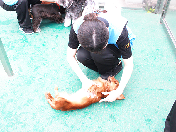 生徒とモデル犬が大好きなドッグラン♪